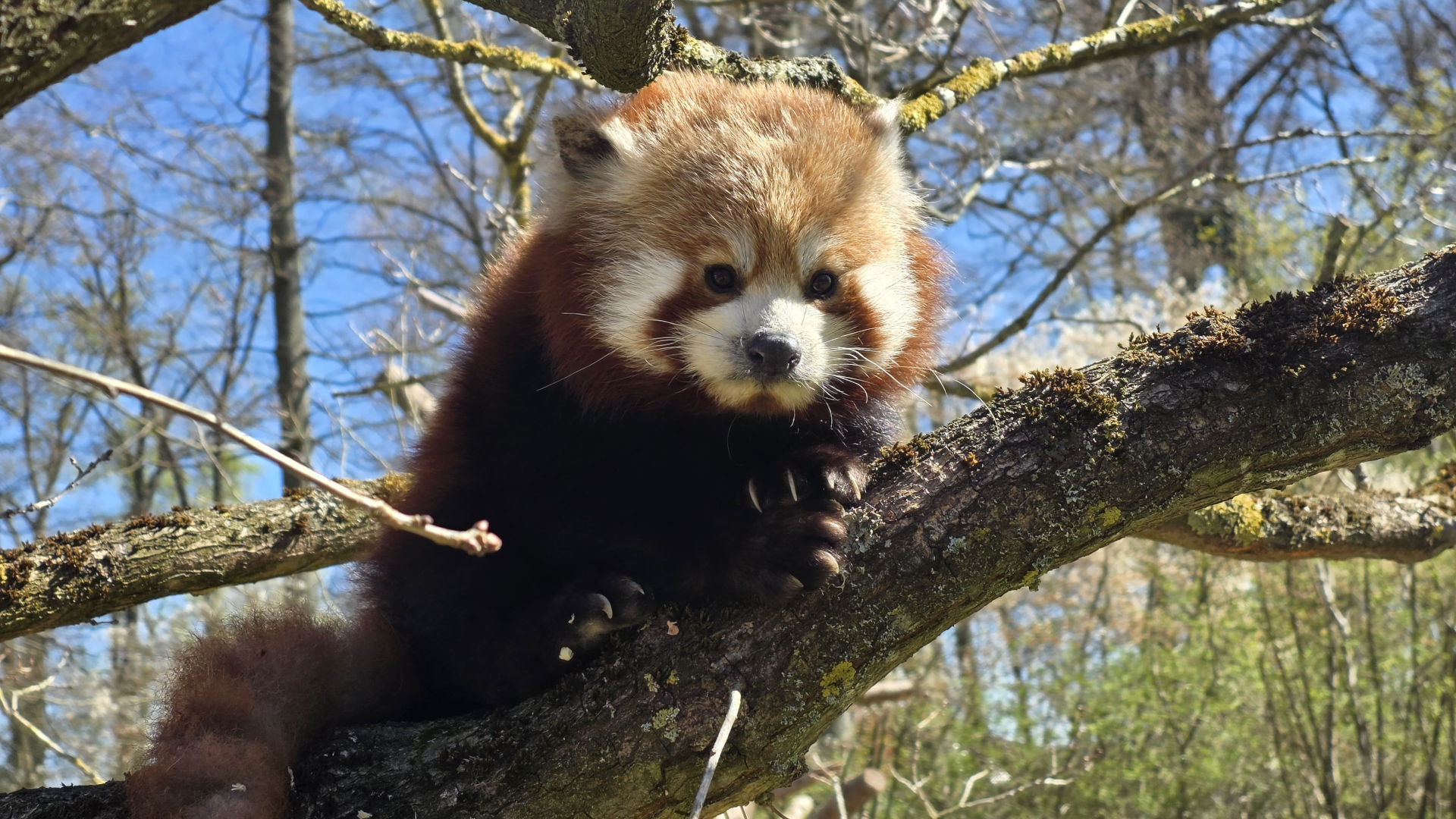zu sehen ist ein Roter Panda
